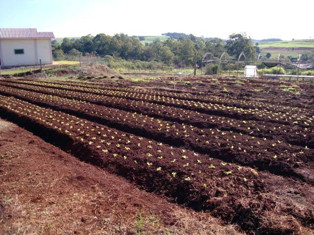 setor de olericultura01